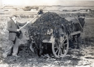 Power To The People – A Family At Harvest Time In Ardmore
